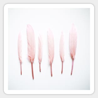 Pale Feathers Sticker